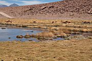 Salt marsh, Atacama desert, near El Taito, Antofagasta region, Chile (2007/12/07)