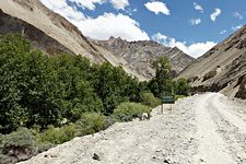 Road to Jingchan, near Spitok, Ladakh, India (2012/07/27)
