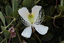 Himalayan wildflower, near Skyu, Hemis National Park, Ladakh, India (2012/07/31)