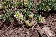 Wildflowers near Chuskyurmo Creek, Hemis National Park, Ladakh, India (2012/08/06)